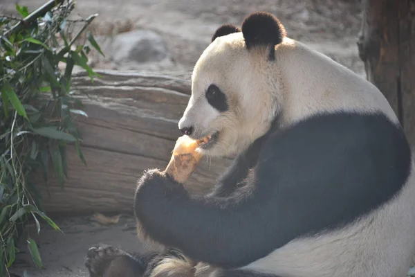 巨大なパンダは 中国の北京の北京動物園で竹の新芽を食べる 月2019 — ストック写真