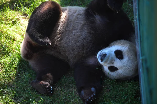 巨大なパンダは瀋陽市の瀋陽の森動物園のパンダ ホールで楽しみ 中国の遼寧省は 9月27日2017 — ストック写真