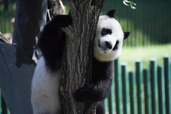 Panda Gigante Sobe Árvore Salão Panda Zoológico Floresta Shenyang Cidade — Fotografia de Stock