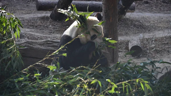 Panda Gigante Come Bambu Zoológico Pequim Pequim China Janeiro 2019 — Fotografia de Stock
