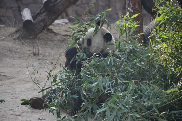 2019年1月10日 一只大熊猫在中国北京动物园吃竹子 — 图库照片
