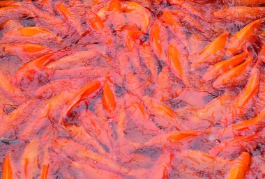 View of the Hebao red carps used to make the icon of the Chinese National Flag to celebrate the 68th founding anniversary of the People's Republic of China in Wuyuan county, Shangrao city, east China's Jiangxi province, 28 September 2017 clipart