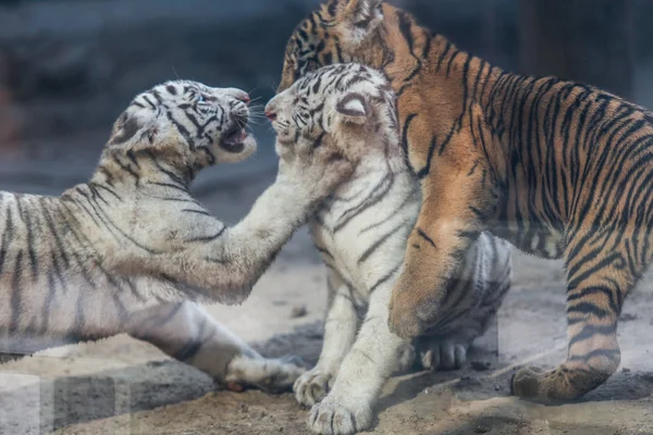 Los Cachorros Tigre Bengala Actúan Lindos Zoológico Nan Ciudad Nan — Foto de Stock