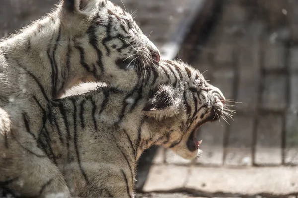 Los Cachorros Tigre Bengala Actúan Lindos Zoológico Nan Ciudad Nan —  Fotos de Stock