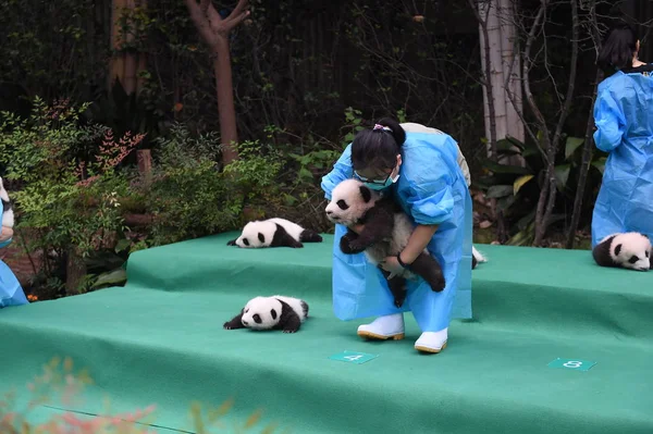 Cuidador Del Panda Chino Tiene Cachorro Panda Gigante Nacido 2017 — Foto de Stock