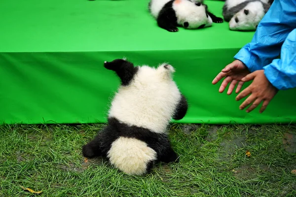 Cachorro Panda Gigante Nacido 2016 Cae Del Escenario Mientras Otros —  Fotos de Stock