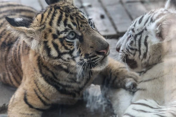 Cubs Τίγρη Της Βεγγάλης Ενεργούν Χαριτωμένο Ζωολογικό Κήπο Nan Στην — Φωτογραφία Αρχείου