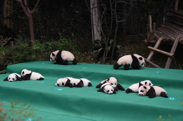 Cachorros Panda Gigantes Nacidos 2017 Exhiben Durante Evento Público Base —  Fotos de Stock