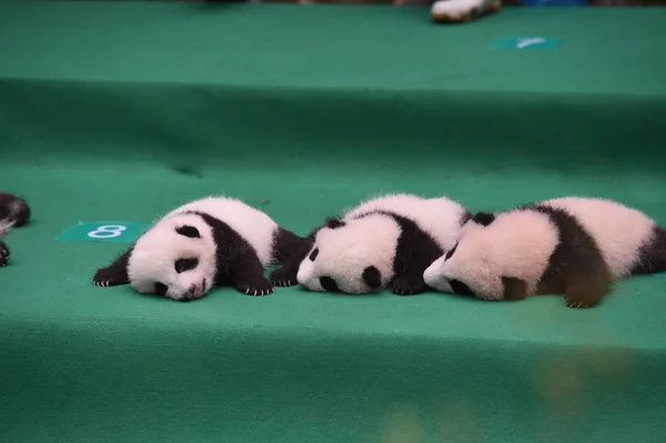 Cachorros Panda Gigantes Nacidos 2017 Exhiben Durante Evento Público Base — Foto de Stock