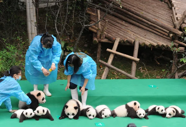 Los Cuidadores Panda Chinos Tienen Cachorros Panda Gigantes Nacidos 2017 — Foto de Stock