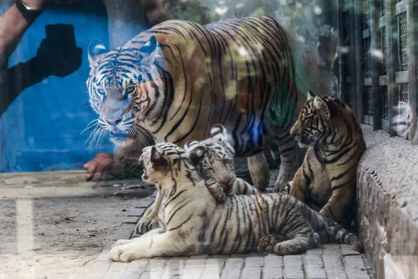 Бенгальские Тигры Ведут Себя Мило Зоопарке Цзинань Провинция Шаньдун Сентября — стоковое фото