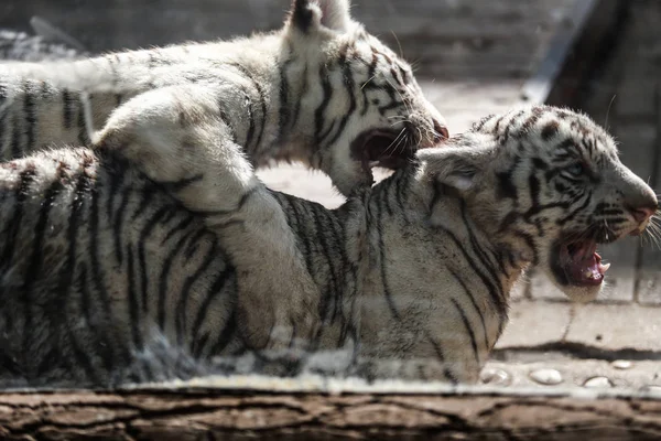 A lion watches a white Bengal tiger and a Siberian tiger staring at each  other in