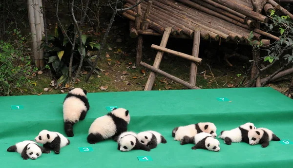 Cachorros Panda Gigantes Nacidos 2017 Exhiben Durante Evento Público Base — Foto de Stock