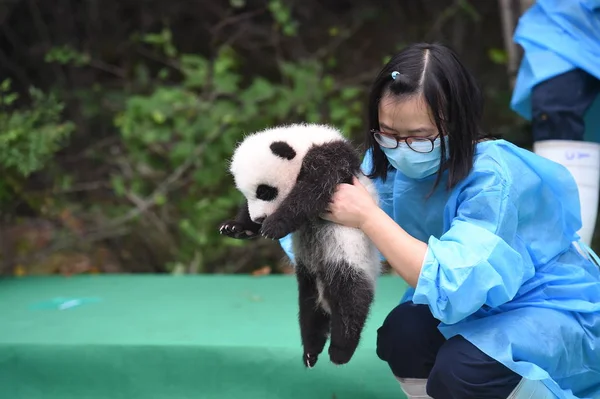 Opiekun Chiński Panda Posiada Cub Giant Panda 2017 Mają Być — Zdjęcie stockowe