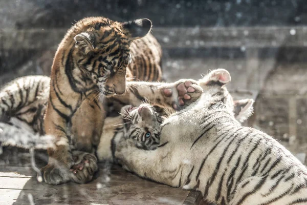 A lion watches a white Bengal tiger and a Siberian tiger staring at each  other in