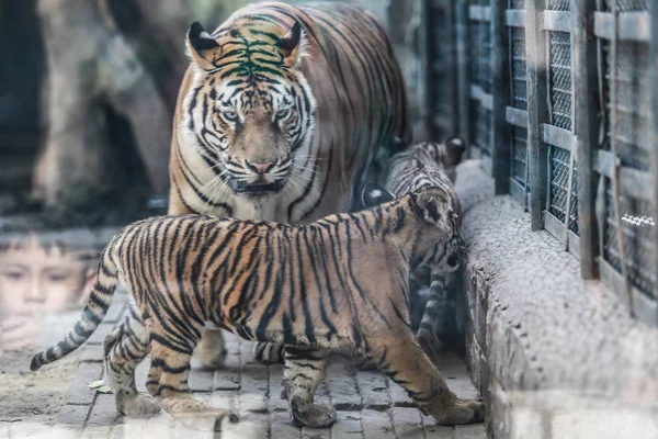 2017年9月28日 在中国东部山东省济南市济南动物园 孟加拉虎幼崽表现得可爱 — 图库照片