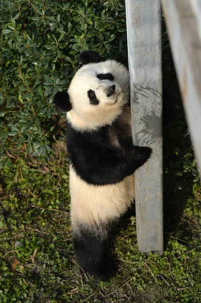 Jeden Gigantycznych Panda Bliźniaków Mei Lun Mei Huan Gra Podczas — Zdjęcie stockowe