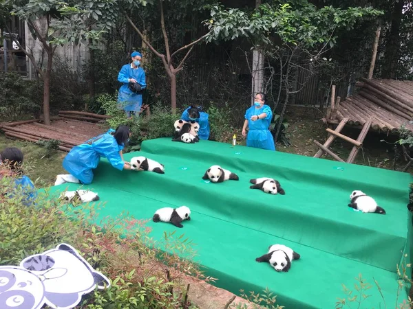 Chinese Panda Keeper Holds Giant Panda Cub Born 2017 Displayed — Stock Photo, Image
