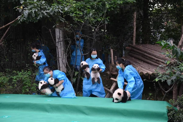 Los Cuidadores Panda Chinos Tienen Cachorros Panda Gigantes Nacidos 2017 — Foto de Stock