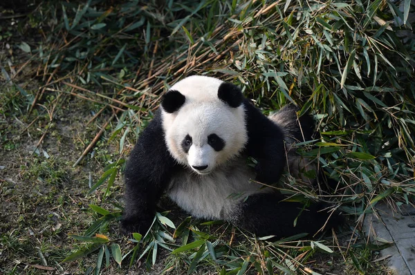Egyik Óriás Panda Ikrek Mei Mei Huan Bambusz Eszik Során — Stock Fotó
