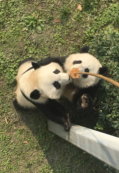 Kembar Panda Raksasa Mei Lun Dan Mei Huan Bermain Selama — Stok Foto