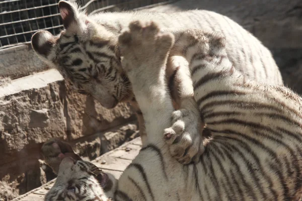 Los Cachorros Tigre Bengala Actúan Lindos Zoológico Nan Ciudad Nan —  Fotos de Stock