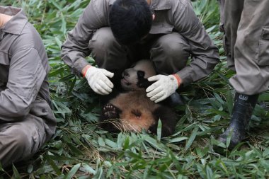 A Chinese panda keeper plays with a giant panda cub born in 2017 during a public event at the YaAn Bifengxia Panda Base of the China Conservation and Research Center for the Giant Panda in Ngawa Tibetan and Qiang Autonomous Prefecture, southwest Chin clipart