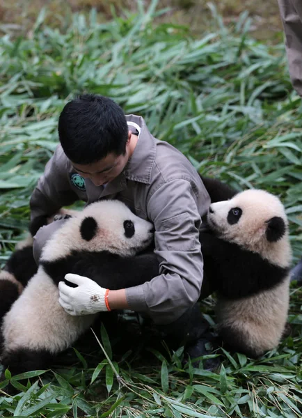 Cuidador Del Panda Chino Interactúa Con Cachorros Panda Gigantes Nacidos — Foto de Stock