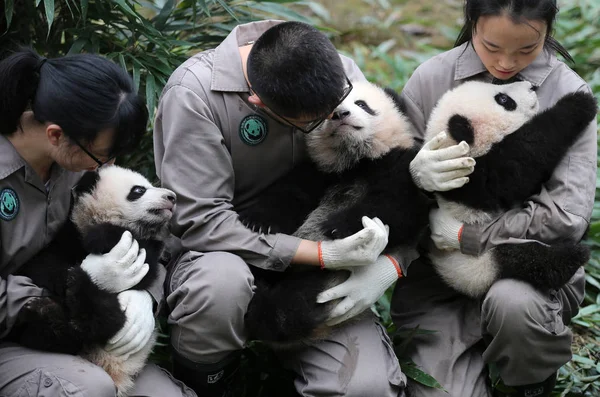 Los Cuidadores Panda Chinos Exhiben Cachorros Panda Gigantes Nacidos 2017 — Foto de Stock