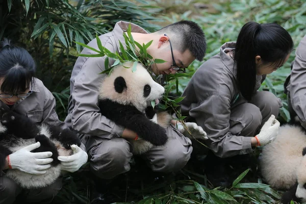 Portero Del Panda Chino Exhibe Cachorros Panda Gigantes Nacidos 2017 — Foto de Stock