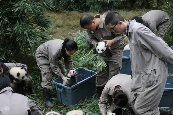 Cuidadores Pandas Chinos Centro Investigación Para Panda Gigante Prefectura Autónoma — Foto de Stock