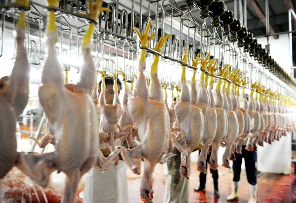 Çinli Işçiler Xinchang Grubu Bir Fabrikada Üretim Hattında Tavuk Süreci — Stok fotoğraf