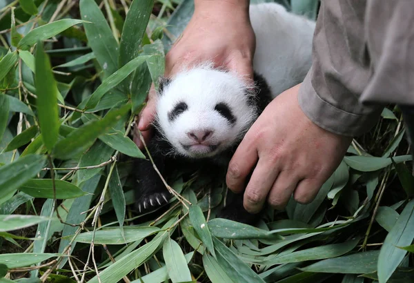 Egy Kínai Panda Állattartó Tart Egy Óriás Panda Cub Alatt — Stock Fotó