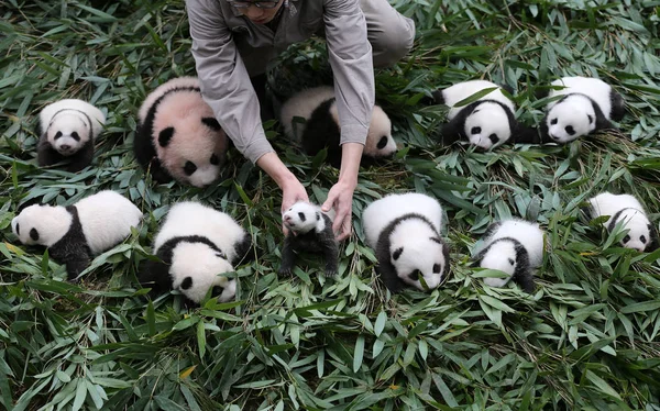 Cuidador Del Panda Chino Exhibe Cachorros Panda Gigantes Nacidos 2017 — Foto de Stock