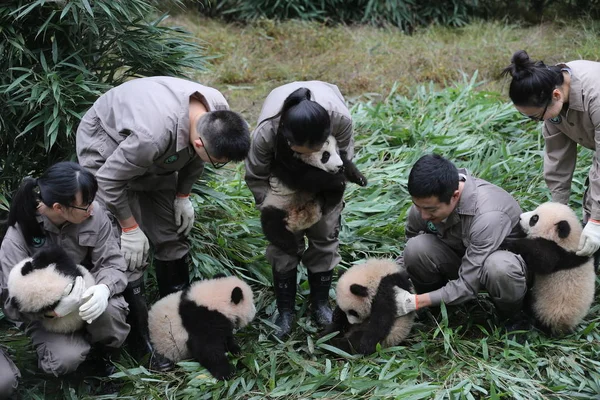 Portero Del Panda Chino Exhibe Cachorros Panda Gigantes Nacidos 2017 — Foto de Stock