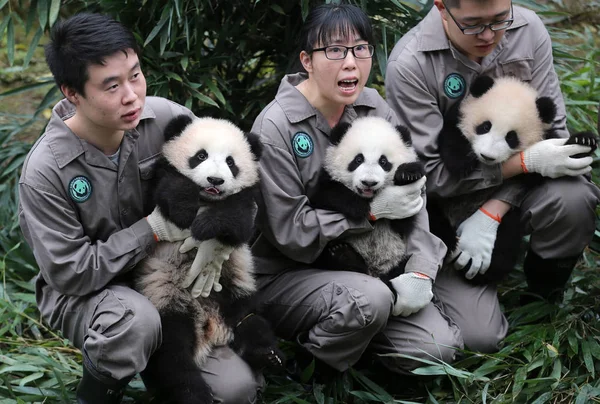 Los Cuidadores Panda Chinos Exhiben Cachorros Panda Gigantes Nacidos 2017 — Foto de Stock