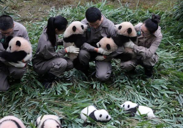 Los Cuidadores Panda Chinos Exhiben Cachorros Panda Gigantes Nacidos 2017 — Foto de Stock