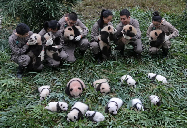 Los Cuidadores Panda Chinos Exhiben Cachorros Panda Gigantes Nacidos 2017 — Foto de Stock