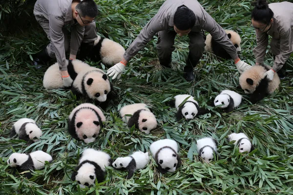 Los Cuidadores Panda Chinos Exhiben Cachorros Panda Gigantes Nacidos 2017 — Foto de Stock