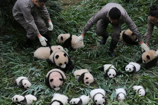 Portero Del Panda Chino Exhibe Cachorros Panda Gigantes Nacidos 2017 — Foto de Stock