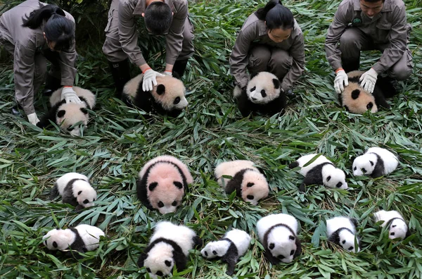 Los Cuidadores Panda Chinos Exhiben Cachorros Panda Gigantes Nacidos 2017 — Foto de Stock