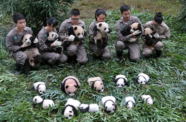 Китайские Панды Демонстрируют Гигантских Детенышей Панды Родившихся 2017 Году Время — стоковое фото