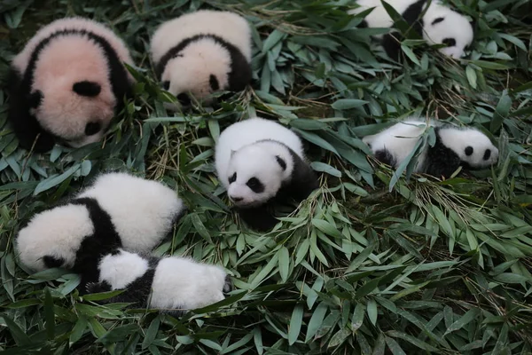 Óriás Panda Kölykeik Születésű Ban 2017 Van Bemutatás Közben Egy — Stock Fotó