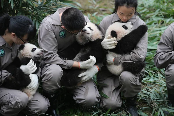 Portero Del Panda Chino Exhibe Cachorros Panda Gigantes Nacidos 2017 — Foto de Stock