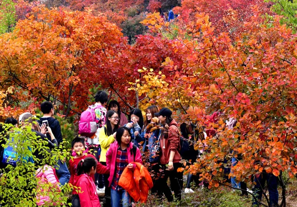 Туристы Собираются Шестой Ежегодный Фестиваль Красные Листья Районе Фаншань Пекин — стоковое фото