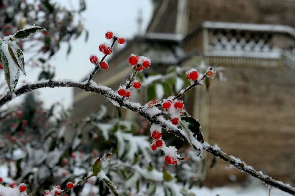 Een Close Van Sneeuw Bedekte Bladeren Naast Santai Paviljoen Gaolan — Stockfoto