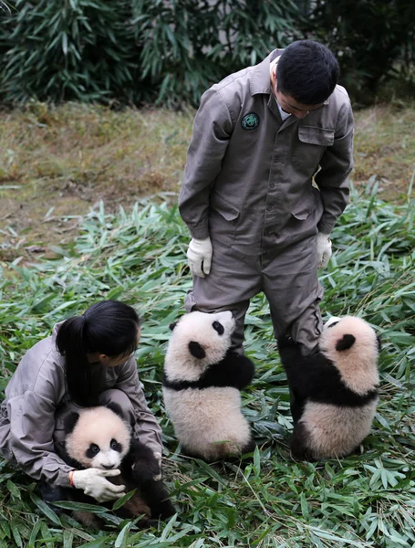 Dos Cachorros Panda Gigantes Aferran Crus Cuidador Panda Chino Durante — Foto de Stock