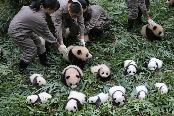 Portero Del Panda Chino Exhibe Cachorros Panda Gigantes Nacidos 2017 — Foto de Stock