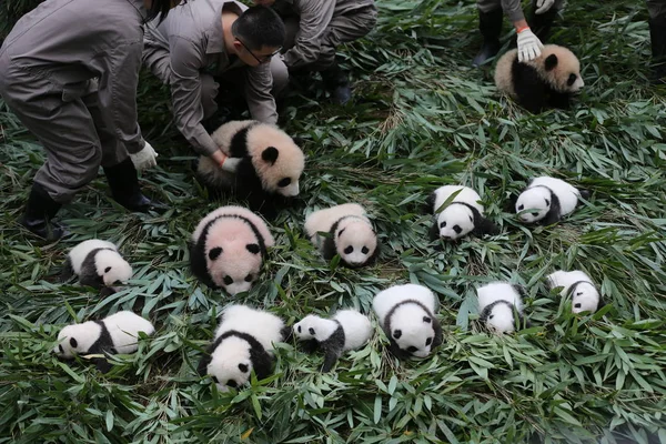 Portero Del Panda Chino Exhibe Cachorros Panda Gigantes Nacidos 2017 — Foto de Stock