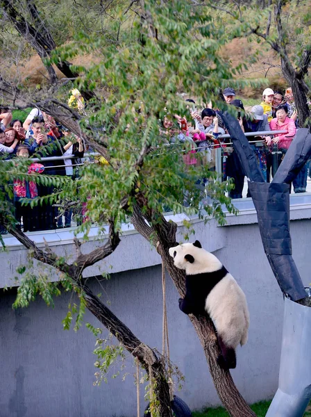 Panda Gigante Sobe Árvore Salão Panda Jardim Zoológico Floresta Shenyang — Fotografia de Stock